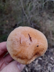 Phlegmacium lavendulense