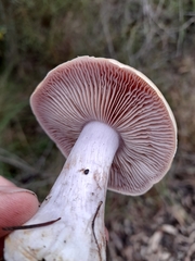 Phlegmacium lavendulense