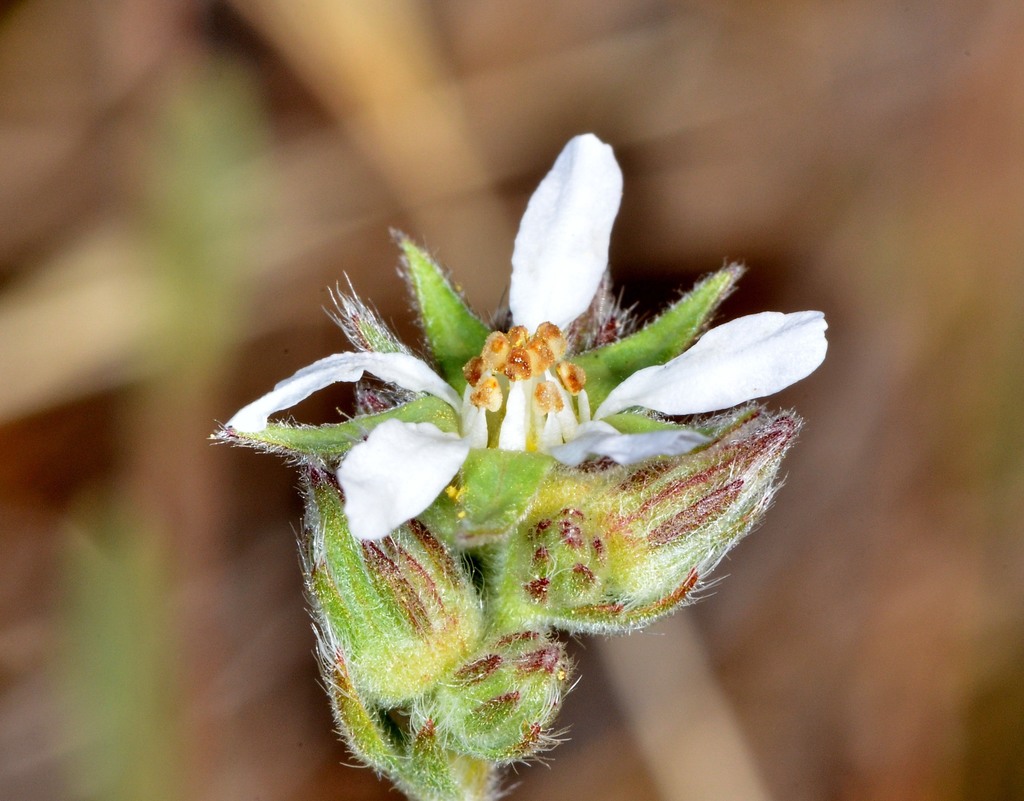 Bolander's horkelia
