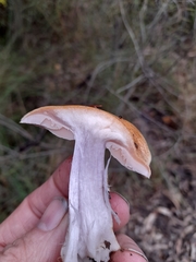 Phlegmacium lavendulense