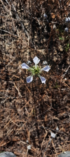 Image of Nigella gallica by (c) Cristian, some rights reserved (CC BY)