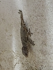 Tarentola mauritanica