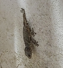 Tarentola mauritanica