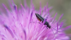 Oedemera crassipes