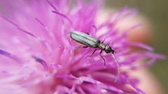 Oedemera crassipes