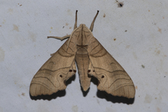 Marumba dyras