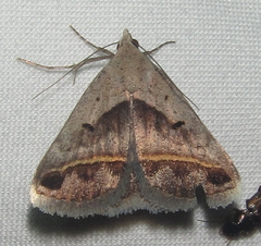Acantholipes trimeni