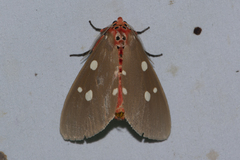 Tinolius eburneigutta
