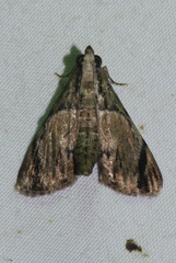 Epipaschia