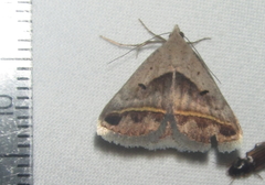 Acantholipes trimeni