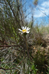 Osmitopsis osmitoides