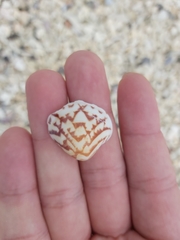 Lioconcha fastigiata