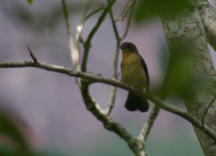 Trichothraupis melanops