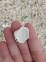 Lioconcha fastigiata