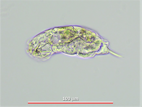 Cephalodella sterea