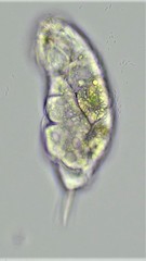 Cephalodella sterea