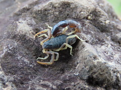 Orthochirus bicolor
