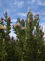 Protea aurea aurea × punctata