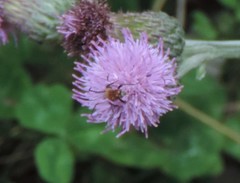 Pseudovadonia livida