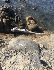 Notorynchus cepedianus