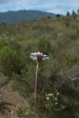 Osmitopsis osmitoides