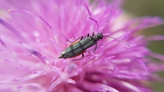 Oedemera crassipes
