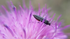 Oedemera crassipes