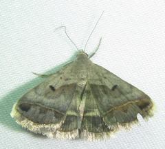Acantholipes trimeni