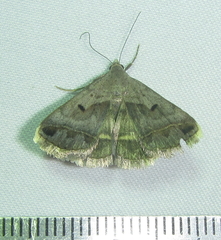 Acantholipes trimeni