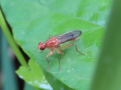 Norellisoma spinimanum