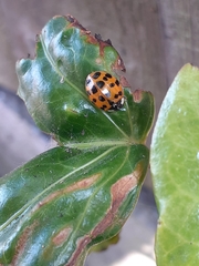 Harmonia axyridis