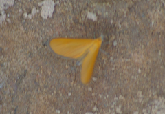 Eudulini