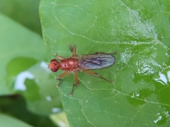 Norellisoma spinimanum
