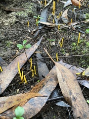 Clavulinopsis amoena