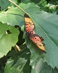 Pseudacraea boisduvalii