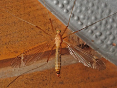 Tipula lunata