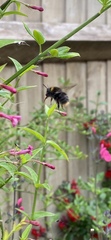 Bombus