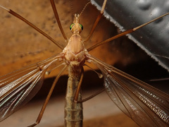 Tipula lunata