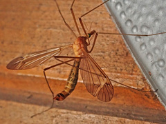 Tipula lunata