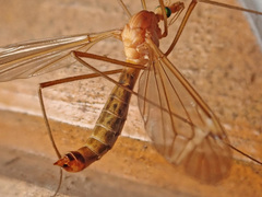 Tipula lunata