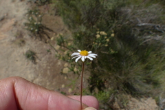 Osmitopsis osmitoides