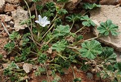 Malva neglecta