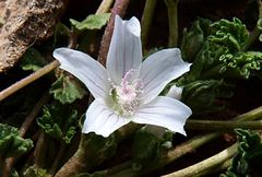 Malva neglecta