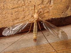 Tipula lunata