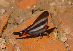Rhetus dysonii
