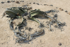 Welwitschia mirabilis image