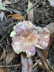 Russula lenkunya