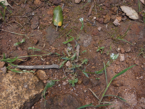 Image of Moenchia erecta by (c) Yves Bas, some rights reserved (CC BY)