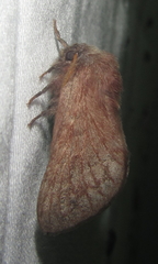 Anadiasa punctifascia