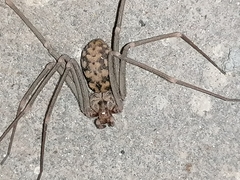 Loxosceles simillima